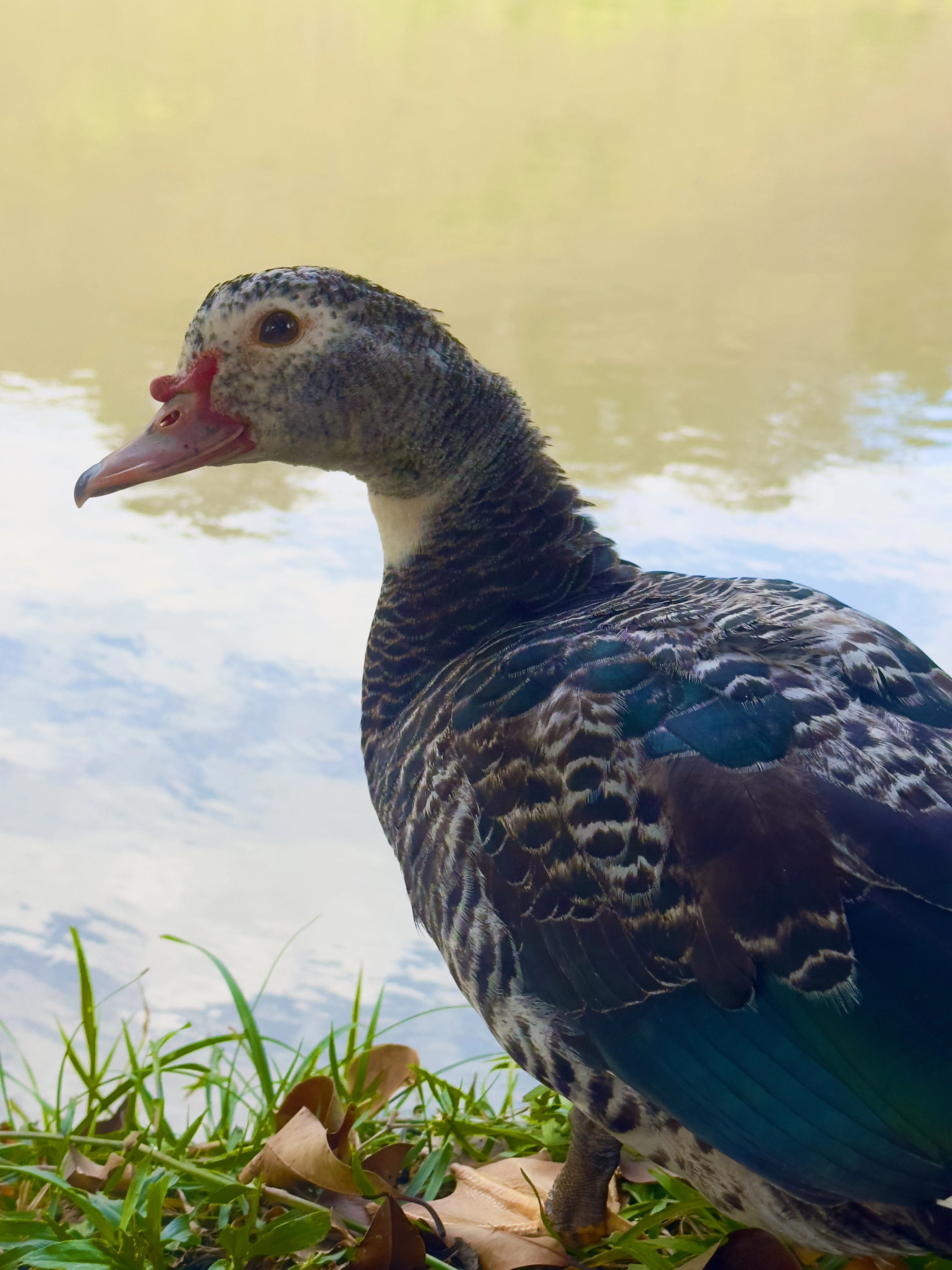 Patos e animais da fazenda