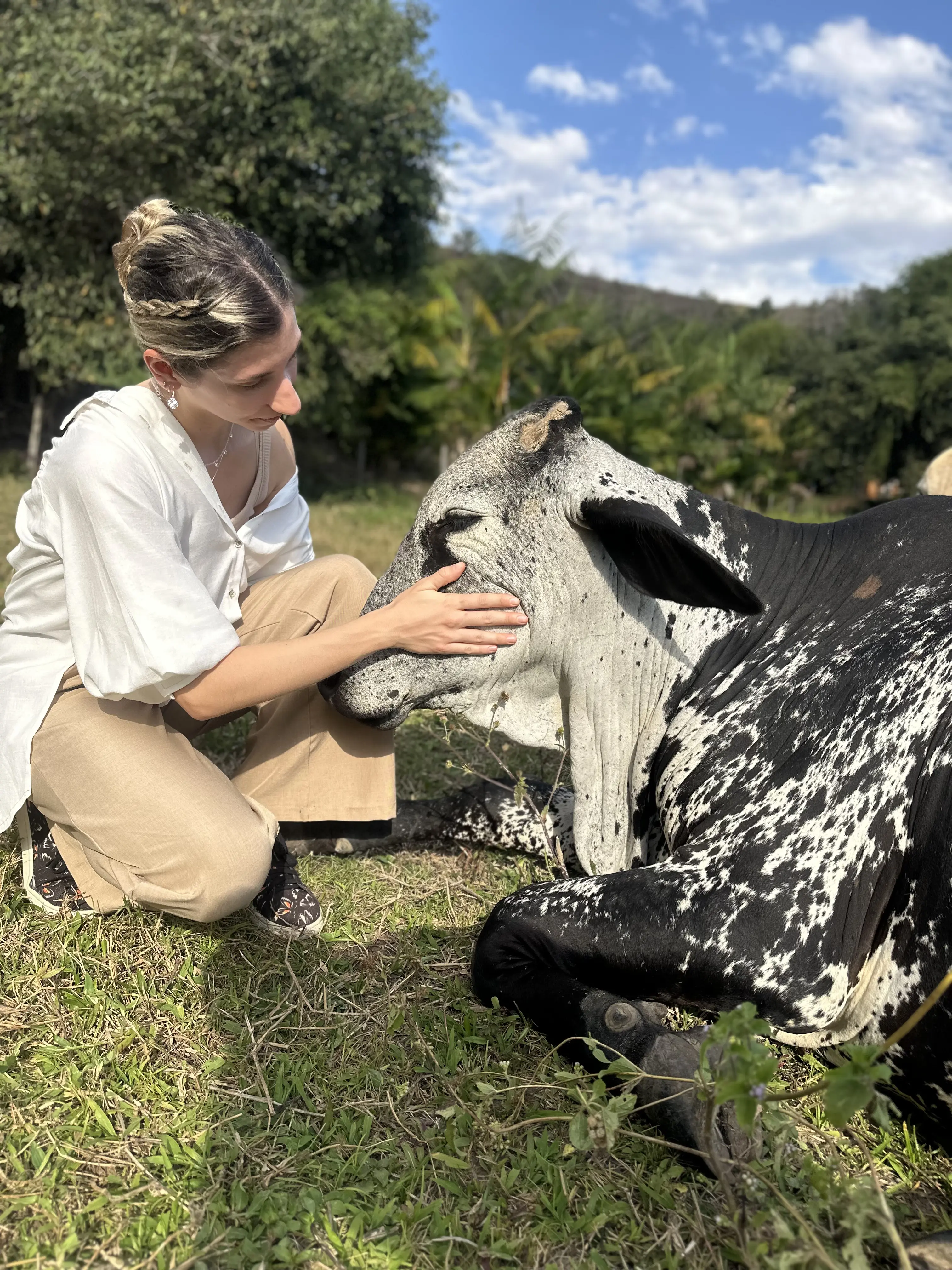 Animais da fazenda no ambiente natural