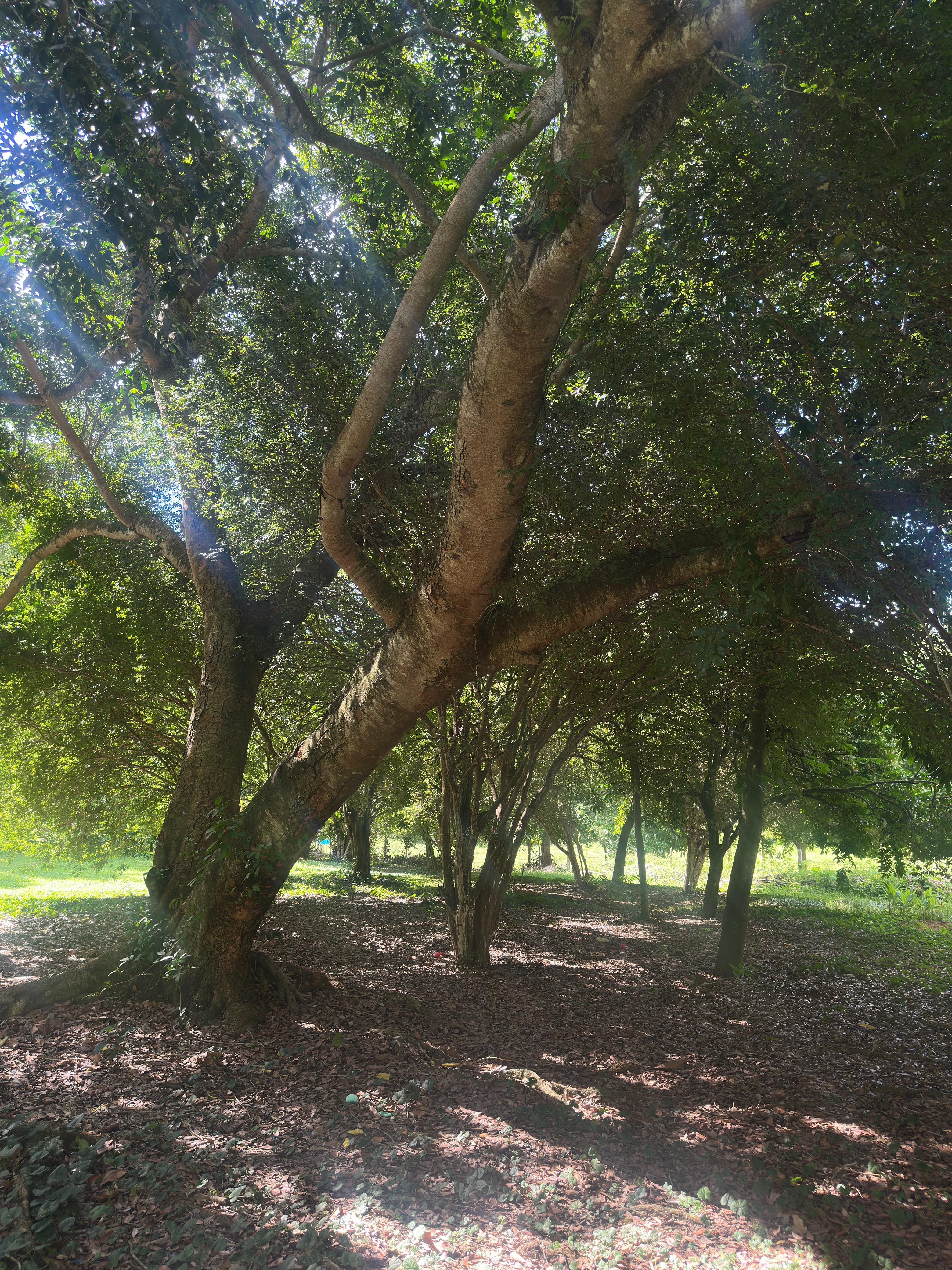 Área natural preservada